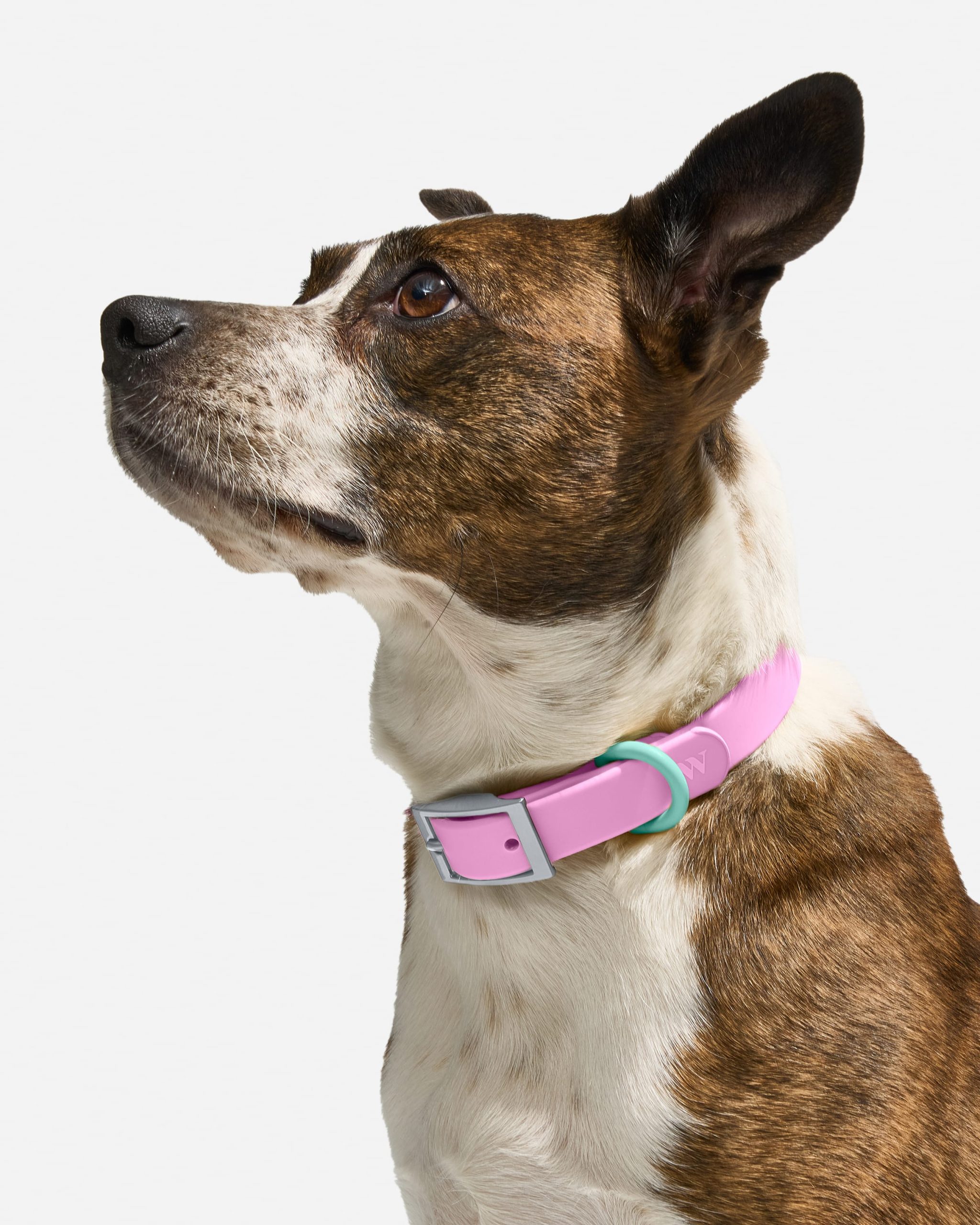 Waterproof Dog Collar - Image 4