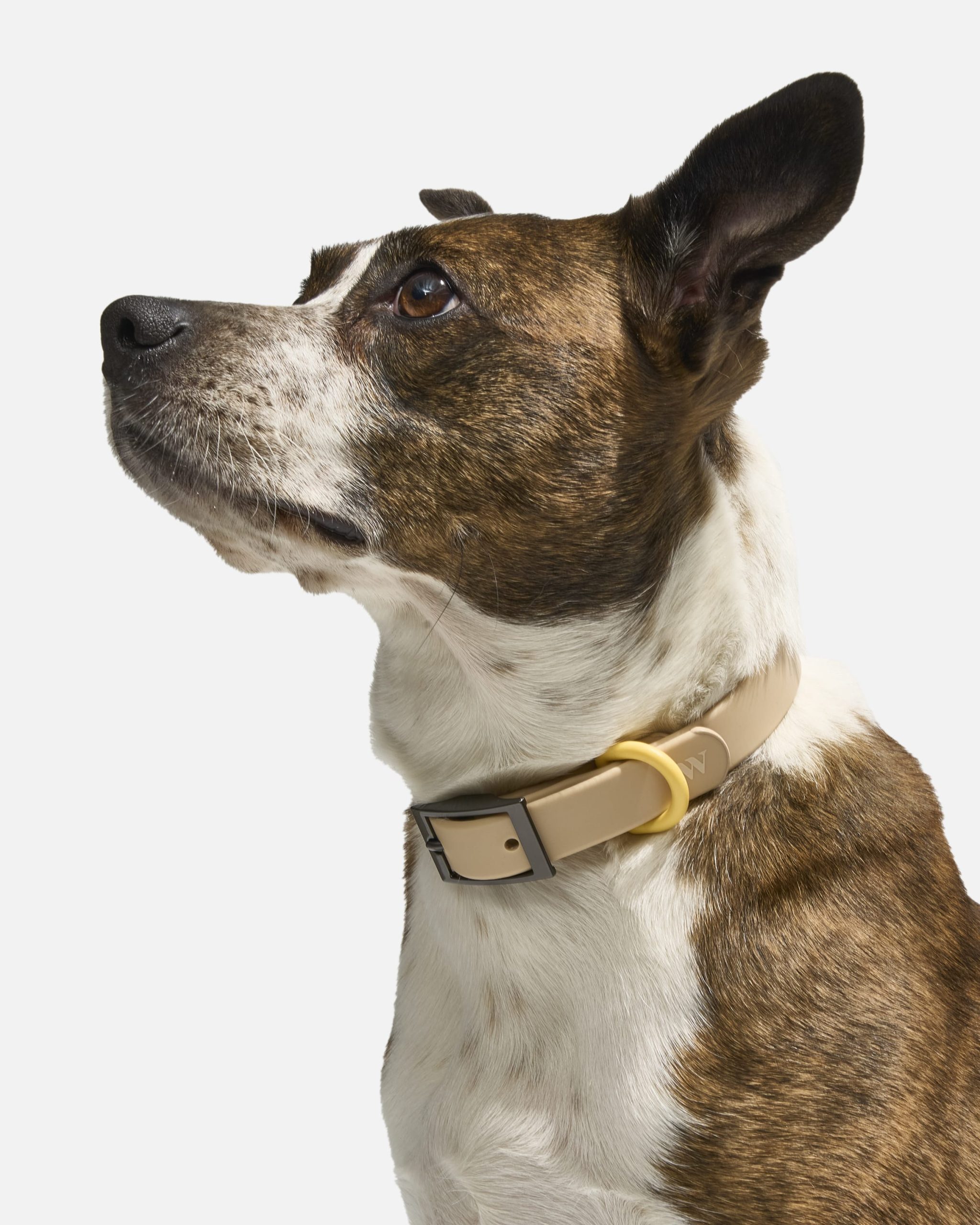 Waterproof Dog Collar - Image 2