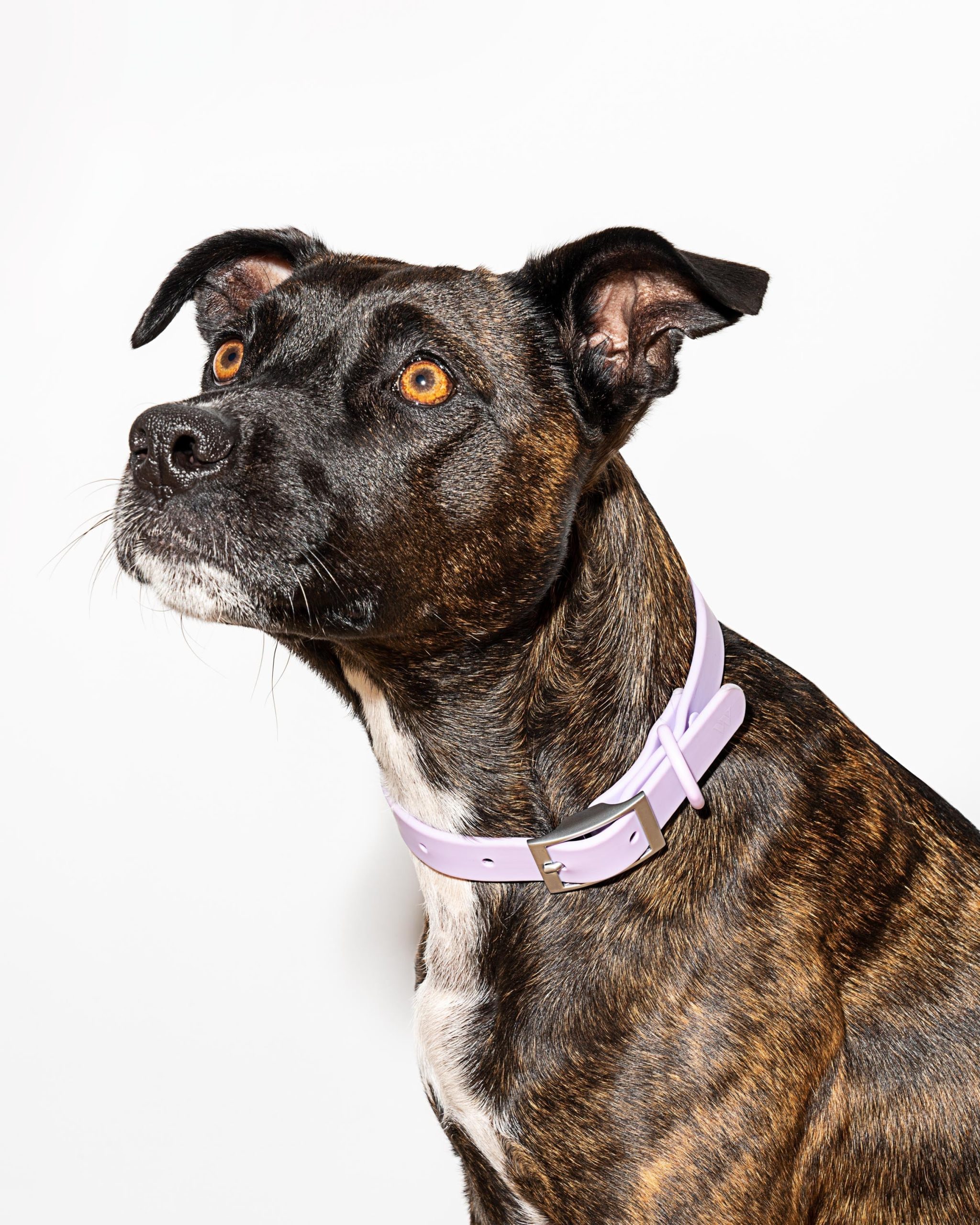 Waterproof Dog Collar - Image 17